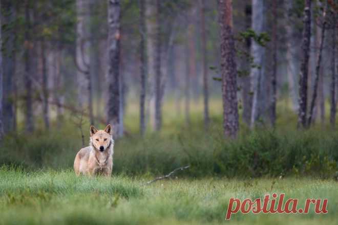 Волчица на краю леса | National Geographic Россия