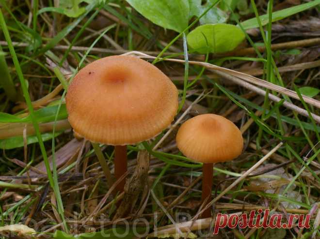 Пестрая семейка лаковиц: съедобная и вкусная наука | Это грибы! | Яндекс Дзен