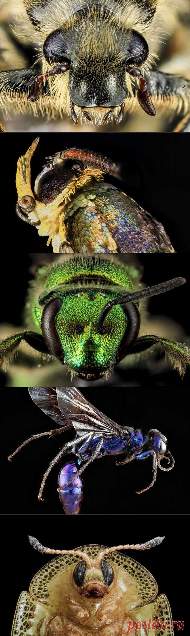 Удивительные насекомые планеты | MirVKartinkah.ru