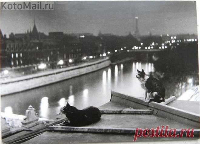 Ночь. Париж. Коты.