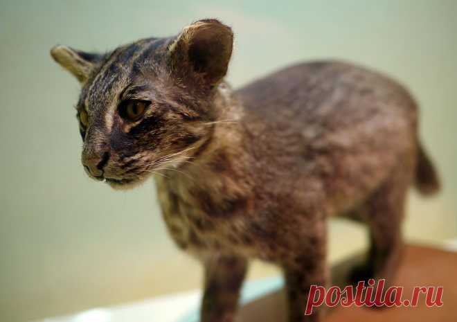 Ириомотейская, или японская дикая кошка (лат. Prionailurus bengalensis iriomotensis). Энциклопедия. Материал для реферата