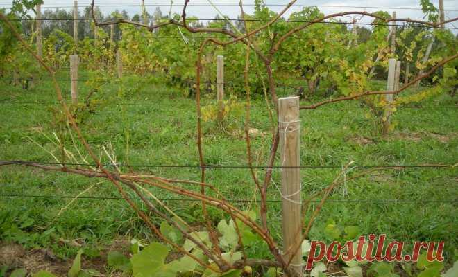 Секреты правильной осенней обрезки винограда | В саду (Огород.ru)