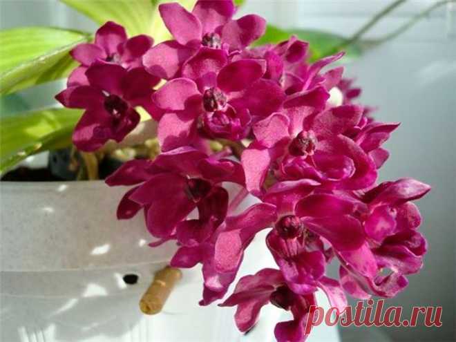 Орхидея ринхостилис: уход в домашних условиях, виды, пересадка