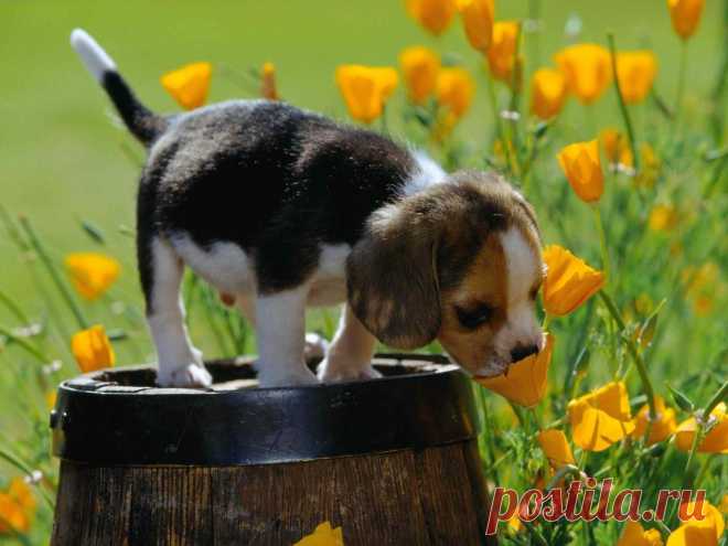 Cute spring puppy - Daydreaming Photo (29740534) - Fanpop fanclubs