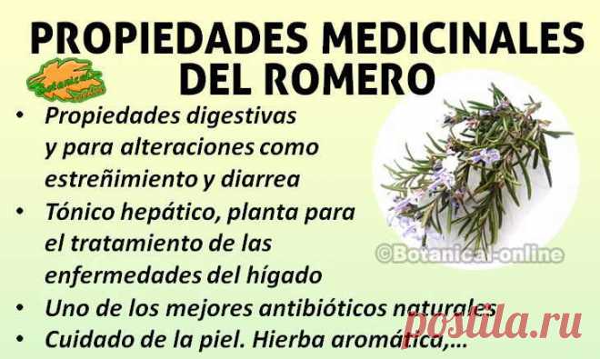 plantas medicinales - Buscar con Google