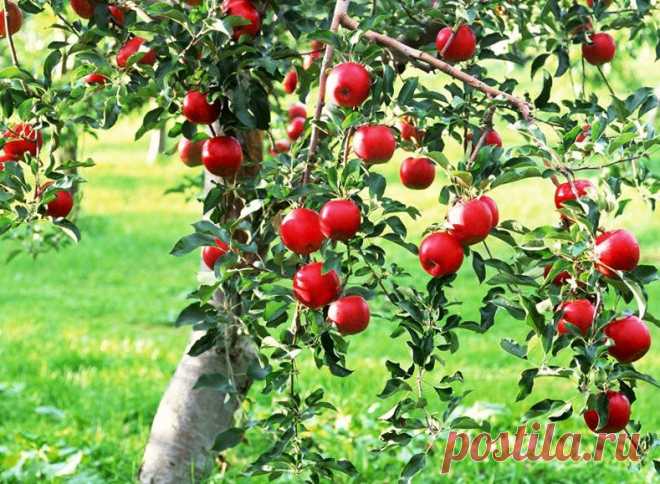 Как правильно сажать яблоню: 7 главных советов.