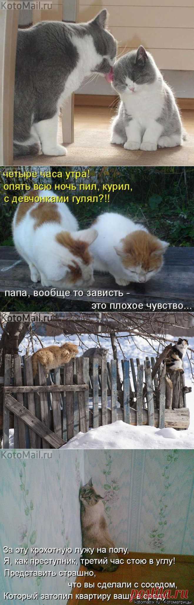 Умывайся и слушайся маму! | KotoMail.ru