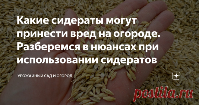 Какие сидераты могут принести вред на огороде. Разберемся в нюансах при использовании сидератов Сегодня узнаем не только о пользе сидаратов, но и когда они могут испортить урожай, спровоцировать появление вредителей и усложнить работу. Чем полезны сидераты / зачем сеять сидераты на грядки О пользе сидератов мы говорили уже очень много, но если кто-то не знаком с этими растениями, то видео можно посмотреть чуть ниже. Сидераты высевают на грядках для оздоровления почвы, повы...