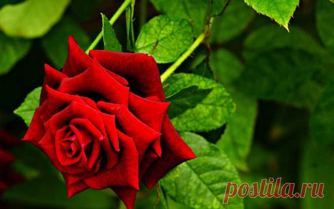 rosas matizadas fondo negro - Búsqueda de Google