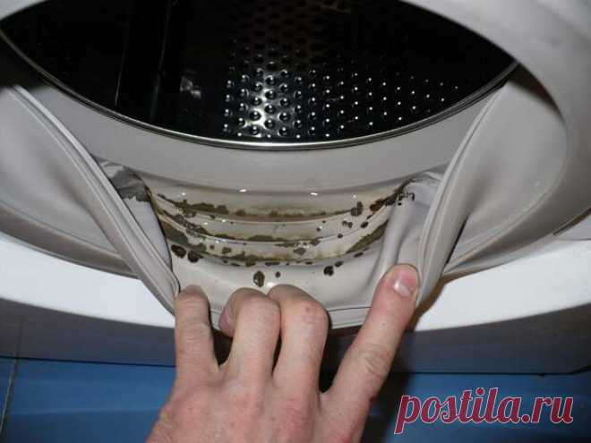 Как вывести плесень из стиральной машинки