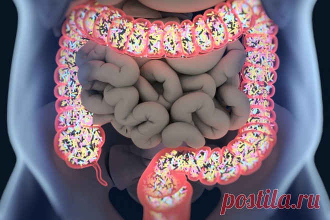Невероятно удивительное о кишечнике: 25 суперфактов | Простые рецепты&любопытные факты | Яндекс Дзен