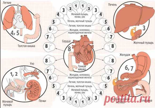 От какого зуба что болит: от больных зубов страдает весь организм! - Бабушкин Рецепт   Оказывается, любое, даже самое незначительное повреждение зуба может служить сигналом о «непорядке» в соответствующей ему группе органов. Еще древние ученые заметили связь между больными органами человека и его пораженными зубами. Существовало несколько схем соответствия зубов внутренним органам. Какой зуб за что отвечает: схема Одна из таких схем позволит не только вовремя выявить болезнь, но […]