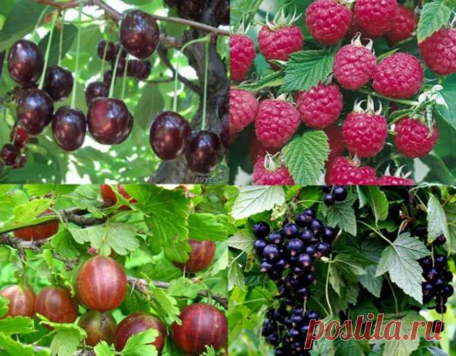 Как получать высокие урожаи малины, смородины, крыжовника, вишни + полезные рецепты.