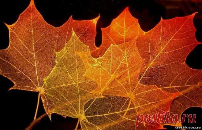 Осеннее хобби - Скелетирование листьев