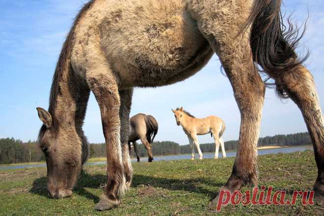 Koniki Polskie / Polish Pony