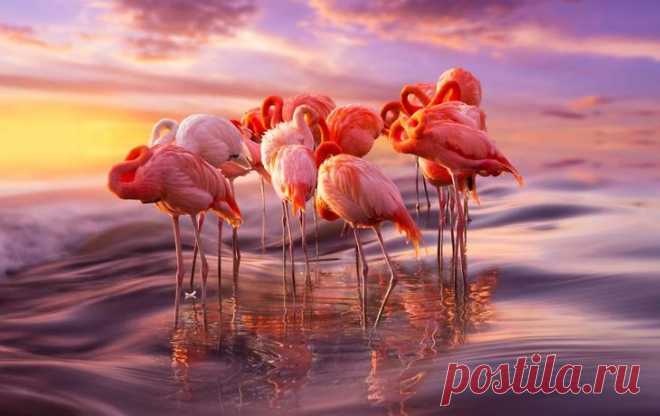 Интереснейшие факты о фламинго — одном из древнейших видов птиц