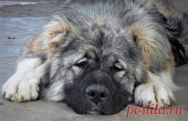 Собака у сакли В Ставропольском крае работает питомник 