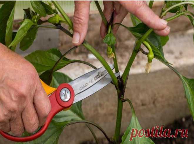 Простой агротехнический прием для перца: плоды будут расти пучками | Наша Дача | Яндекс Дзен