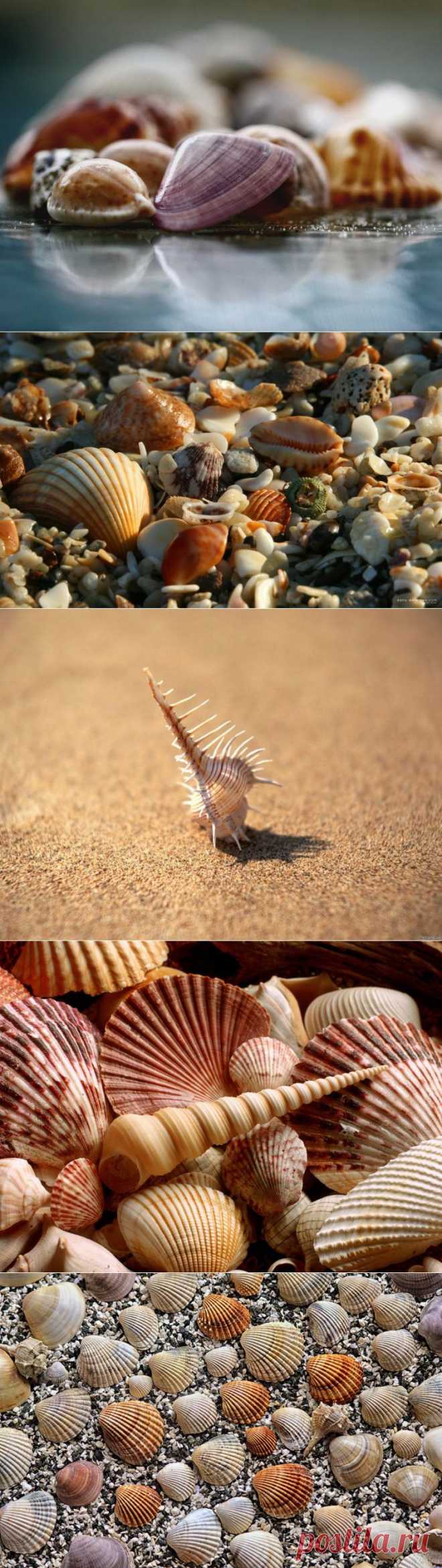 Воспоминание о море. Красивые морские ракушки и их невероятные формы. | Newpix.ru - позитивный интернет-журнал