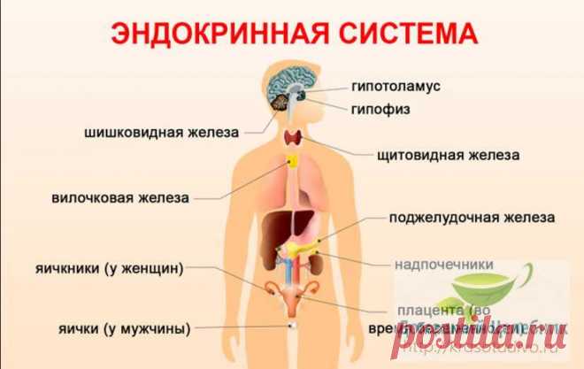 Советы гомеопата: как лечить щитовидку без гормонов и почему гормоны приближают старость 
Эндокринная система – одна из самых сложных систем нашего организма. Вырабатываемые ею гормоны руководят, без преувеличения, всеми процессами жизнедеятельности.


И так же чутко она реагирует на любо…