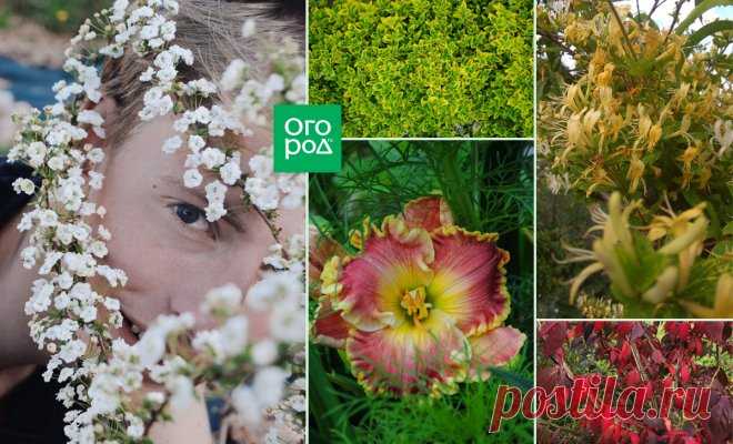 Топ-7 красивых и неприхотливых растений от Кирилла Кветки | Дизайн участка (Огород.ru)