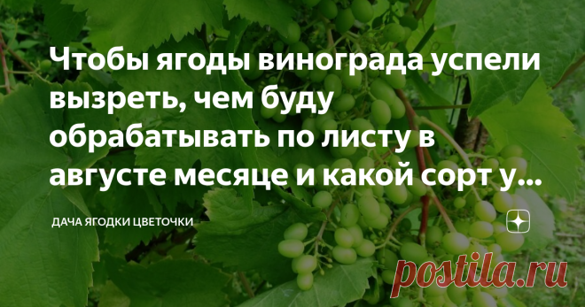 Чтобы ягоды винограда успели вызреть, чем буду обрабатывать по листу в августе месяце и какой сорт у меня самый урожайный Фото автора
Первый раз о том, что в нашей местности можно выращивать виноград, я услыхала примерно лет 20 назад, живу я в Поволжье. Многие могут сказать, что выращивали и раньше, я пишу о себе и своих знакомых. Да и на рынке у нас в то время не было в продаже местного винограда, выращенного на своих дачах.
Сейчас местный виноград продается свободно, мно...