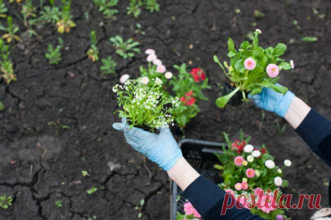 Подкормка для буйного цветения петунии: использую 4 года и всем советую | Идеальный огород | Яндекс Дзен