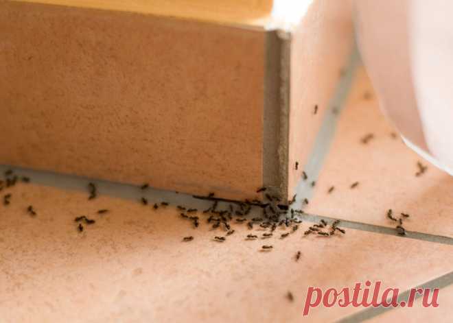 Как быстро и навсегда избавиться от муравьев в доме | GERMANIA.ONE