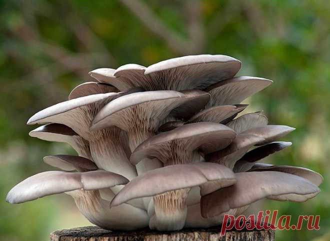 Как вырастить грибы вешенки Любители грибов в последнее время не всегда могут похвастаться большими запасами этого деликатеса. То погода стоит неблагоприятная, то мучают опасения сбора ядовитых грибов, так как они насыщены вредн...
