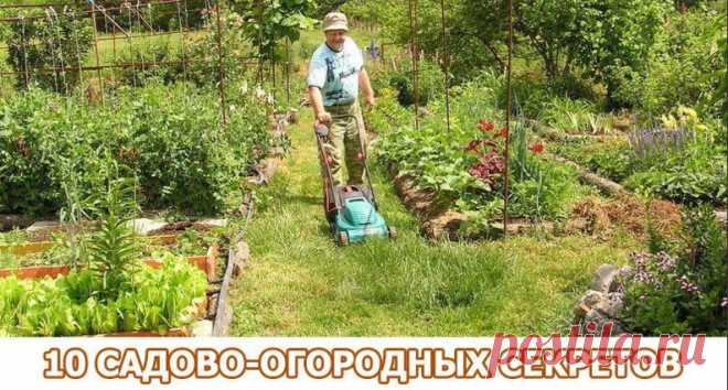 «Солим» лук или 10 садово-огородных секретов;) | 6 соток