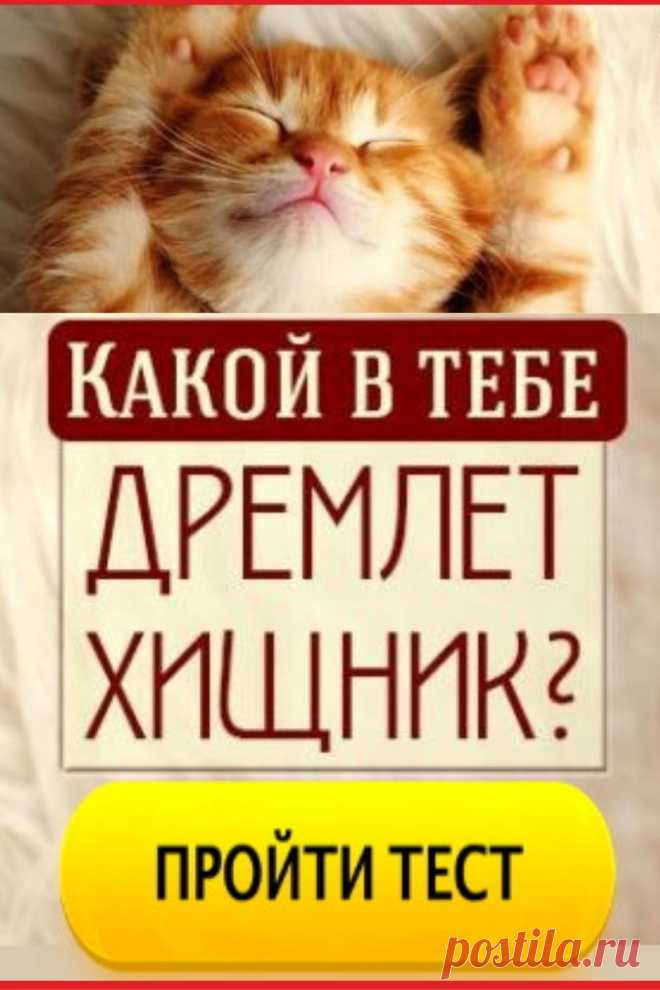 Тест: Узнайте, кем бы вы были в мире животных