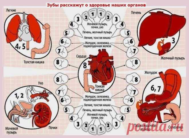 ЗУБЫ РАССКАЖУТ О ЗДОРОВЬЕ НАШИХ ОРГАНОВ