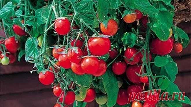 Как вырастить у себя дома на балконе сорт помидор 