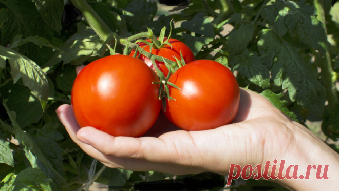 Если потянуть томаты за стебель, то урожай будет огромным что девать некуда. | Дачные советы | Яндекс Дзен