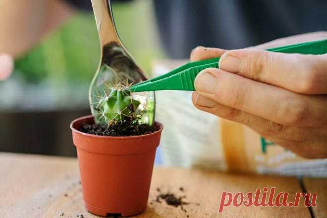 Земля для кактусов: как сделать грунт в домашних условиях своими руками