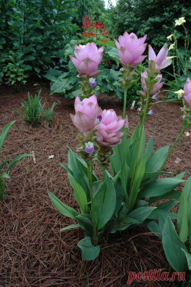 Растение куркума: фото комнатного цветка, посадка, выращивание в домашних условиях и размножение