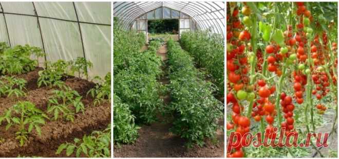 Календарь ухода за томатами в теплице: шпаргалка по выращиванию томатов