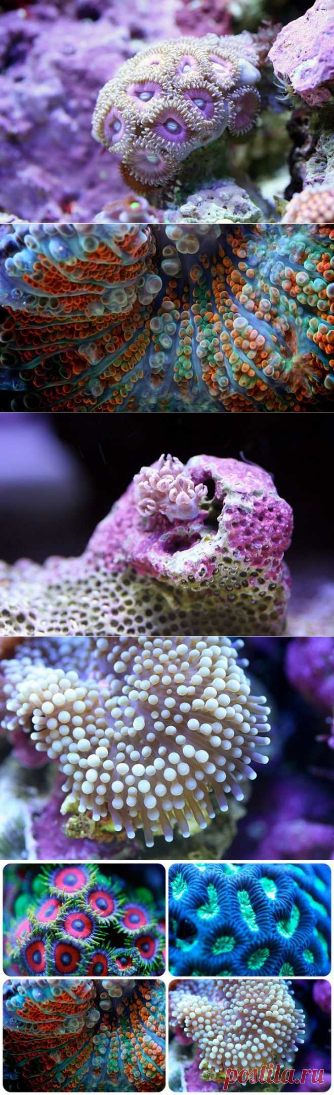 (+1) тема - Макросъемка кораллов | Наука и техника