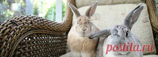 Кролики - Кролик благосостояния - советы, рекомендации, здоровье