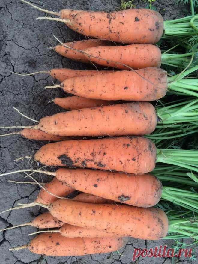 Жаль, что поздно узнала об этих урожайных, с длительным хранением сорта моркови, теперь буду высевать только их | Мой любимый огород | Яндекс Дзен