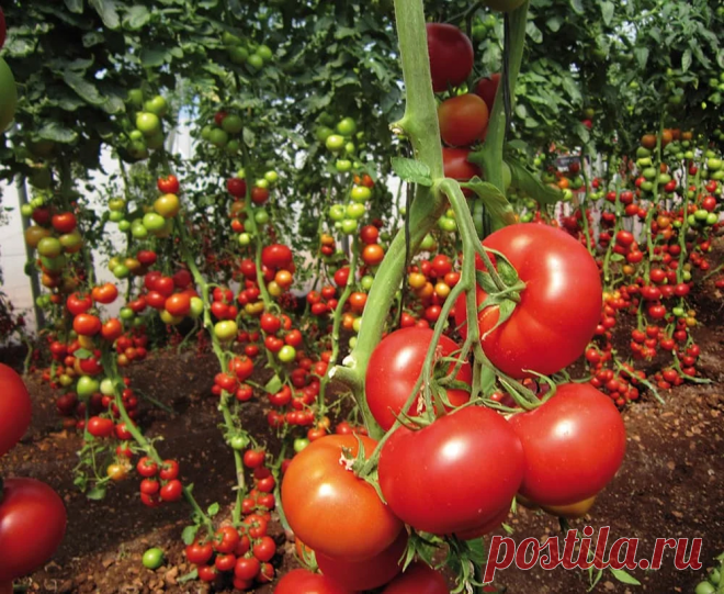 “Урожайность томатов увеличилась В 4 РАЗА” Рассказываю что делать в Июле, чтобы достичь такого же результата | 6 соток