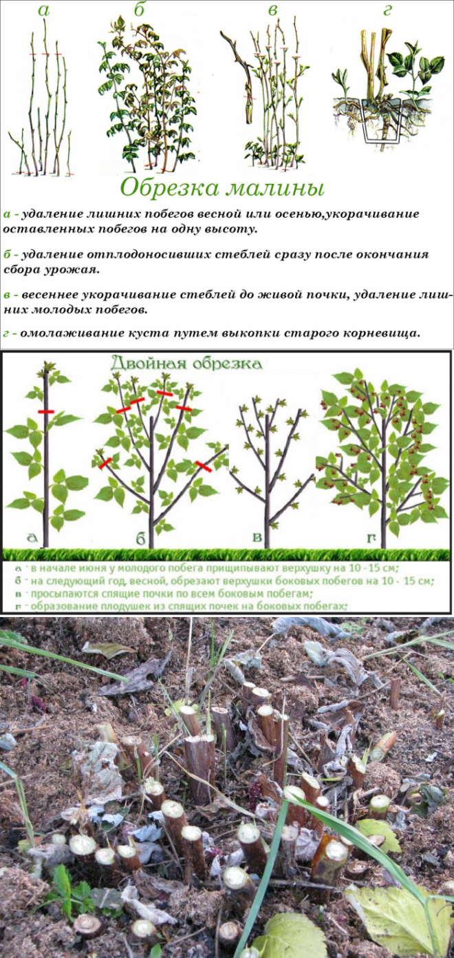 На какую высоту обрезать малину весной. Как обрезать малину. Обрезка малины. Обрезка малины весной. Как обрезать малину весной.