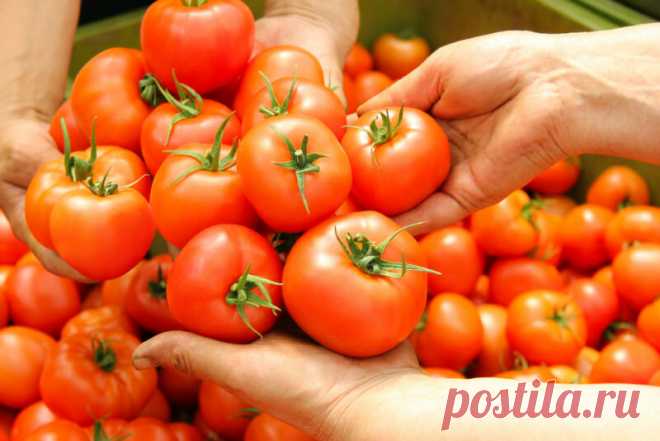 Как вырастить сладкие помидоры | Азбука огородника | Яндекс Дзен
