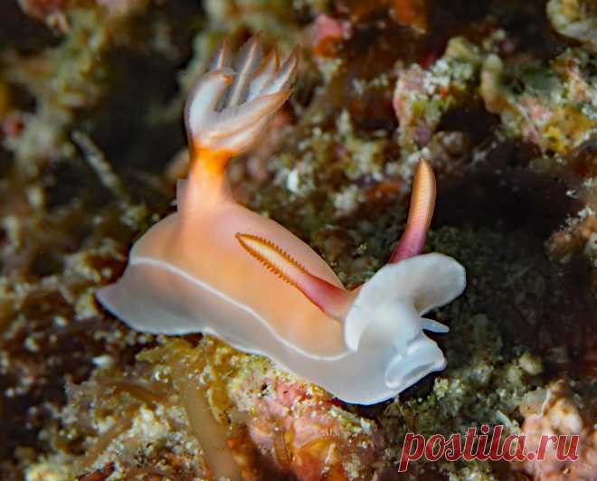 Nudibranch (Sea Slug)  Hypselodoris bullocki