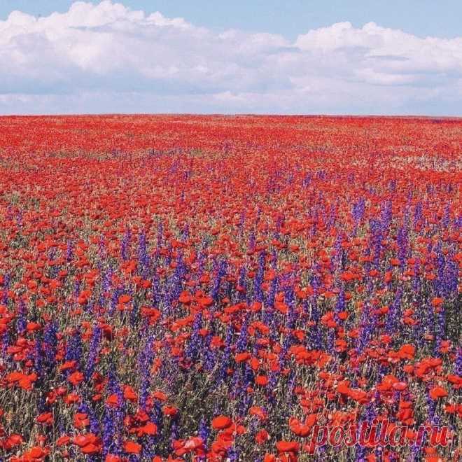 Маковое поле в Крыму