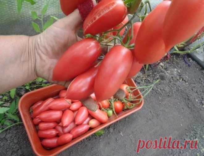Сорта томатов которые дают урожай при любых условиях выращивания Неважно, где вы посадите эти сорта. В любом случае хороший урожай вам будет обеспечен.