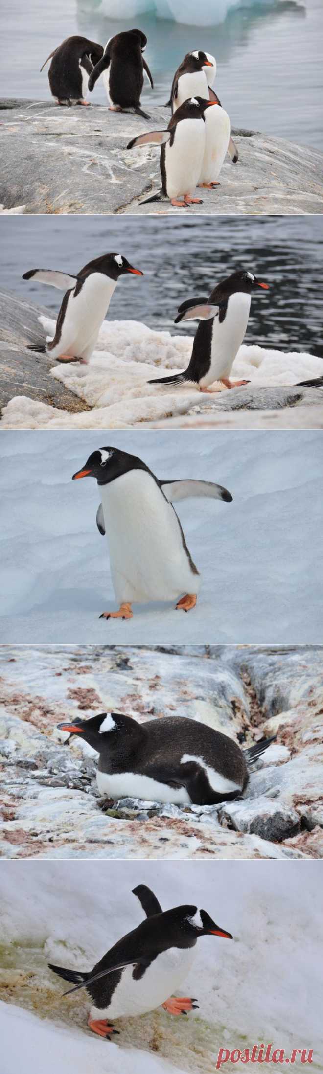 Немногие достопримечательности Антарктиды: лед, снег, пингвины и морские львы | Непутевые заметки