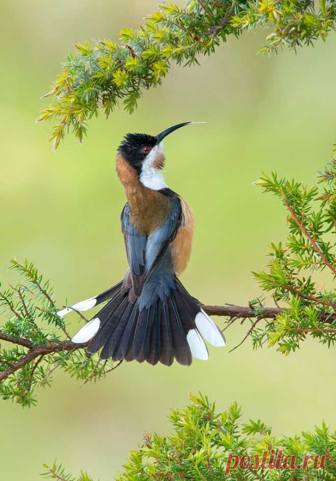 Eastern Spinebill (Acanthorhynchus tenuirostris)