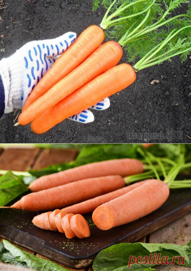 Какая бывает морковь – все о сортах и их использовании в кулинарии