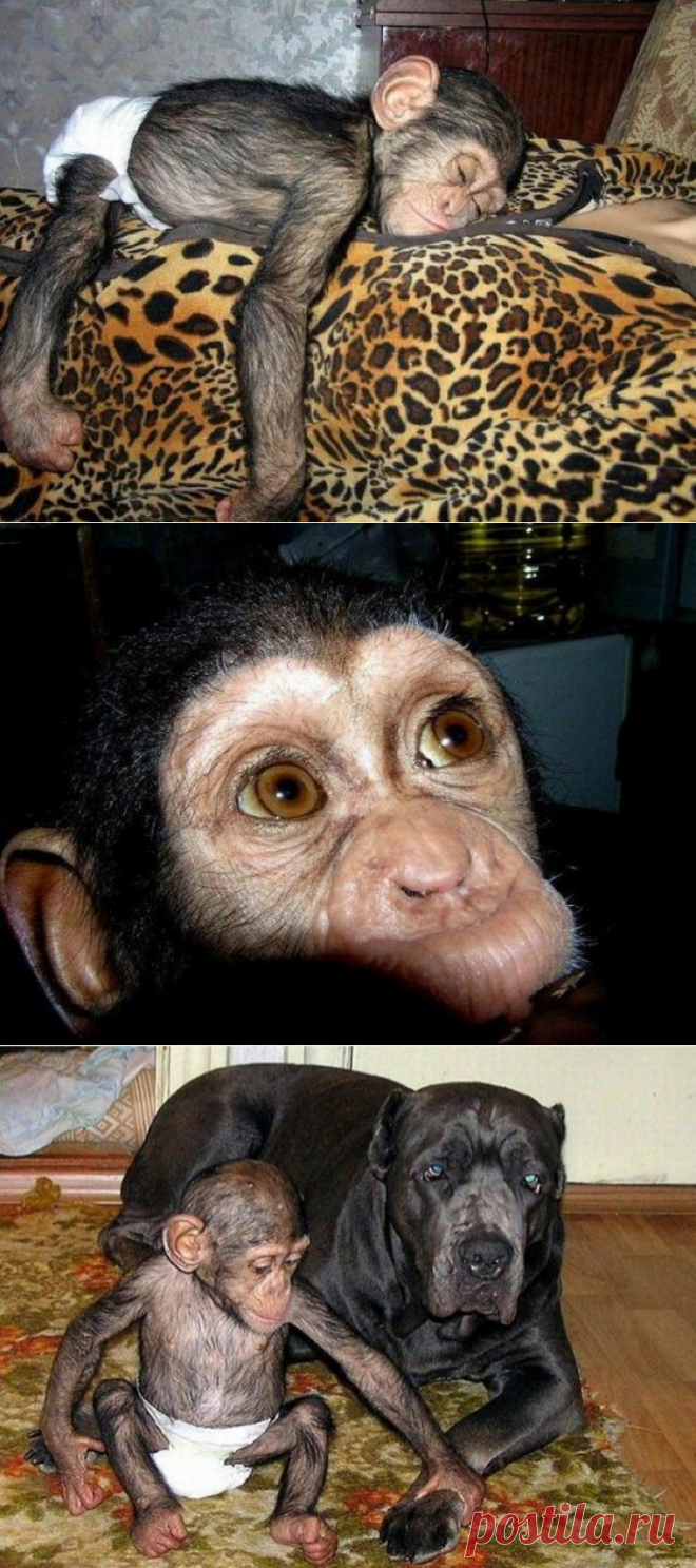 Детёныш шимпанзе был отвергнут собственной мамой. Что случилось дальше?